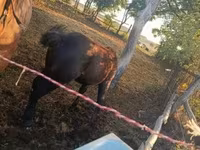 گھوڑا, گھوڑے — تصویر 6