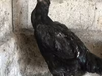 Ayam Cemani — picha 2