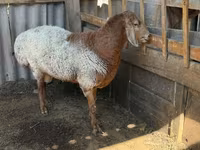 मेढ़ा, Dorper sheep — फ़ोटो 2