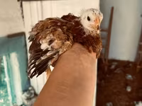 Chickens — foto 2