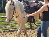 Kůň, Kentucky mountain daddle horse — foto 7