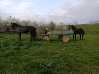 Cavalo, Nonius horse — foto 4