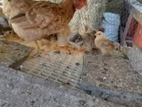 Chickens — foto 2