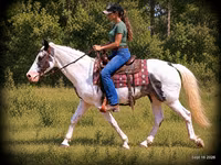 Kůň, National Show Horse — foto 4