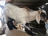 Koza, Nubian Goat — zdjęcie 6