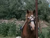 Caballo, Caballos — foto 1