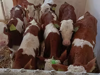 گاو نر, هرفورد — عکس 3
