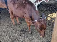 பசு, மாடுகள் — புகைப்படம் 1