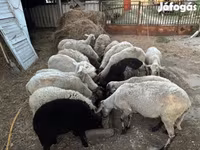 میش, Dorper sheep — عکس 1