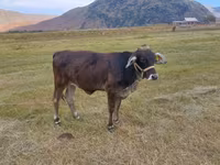 گاو نر, گاو — عکس 1