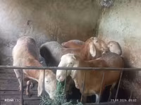 قوچ, Rhon sheep — عکس 3
