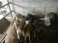 แกะตัวผู้, Rhon sheep — รูปภาพ 3