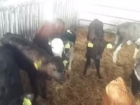 سانڈ, Simmental cattle — تصویر 1