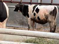 ხარი, Russian Black pied cattle — ფოტო 7