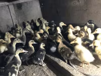 Ducks — foto 6