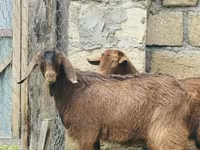 ወንድ ፍየል, Goats — ፎቶ 6