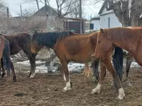 Merrie, Kazakh horse — foto 6