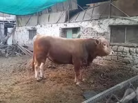 Tyre, Simmental cattle — foto 1