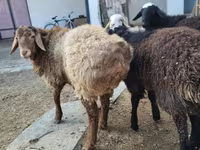 قوچ, Arashan sheep — عکس 3