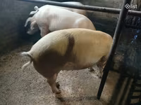 मादा सूअर, Ландрас — फ़ोटो 2