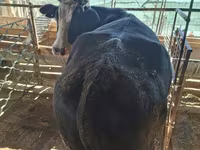 गाय, Latvian Blue cattle — फ़ोटो 6