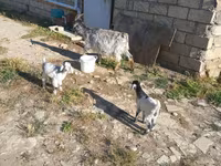 بز ماده, بز — عکس 2