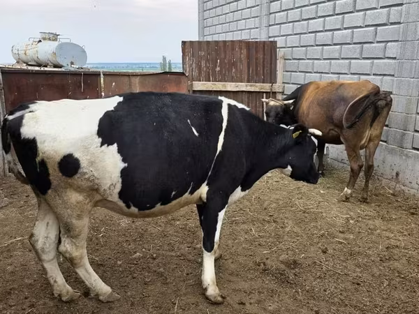 Bò cái, Giống Holstein — Kyrgyzstan