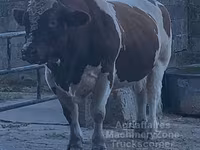 Bull, Men-Anjou — photo 5