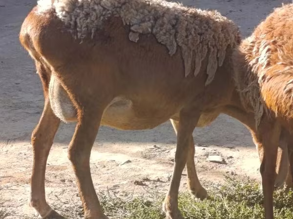 میش, Arashan sheep