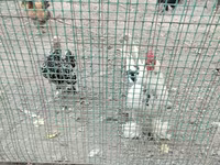 Chickens — foto 4