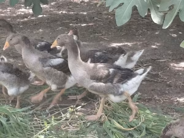 Geese