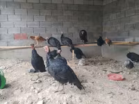 Turkeys — foto 1