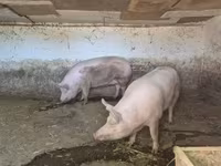 Scrofa, Крупная белая — foto 4