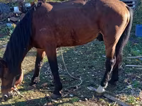 اسب نر, Kazakh horse — عکس 2