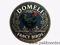 Australorp — 1-rasm