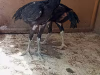 Chickens — عکس 3