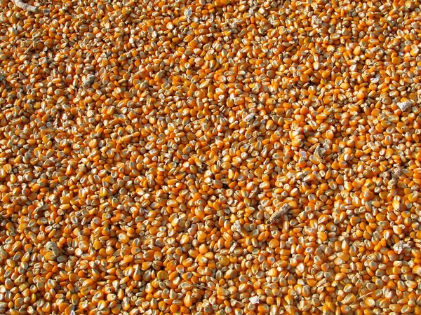 Porumb de la producator- 3,00lei/kg. Fălești. Кукуруза в зернах.