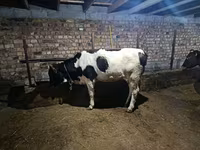 Kuh, Russian Black pied cattle — Foto 3