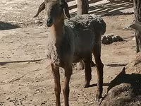 Kambing betina, Sheep — foto 3