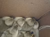 Ducks — foto 2