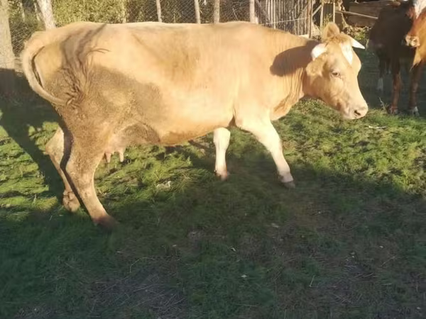 Ng'ombe jike, Swiss cattle