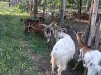 Kozel, Alpine goat — foto 4