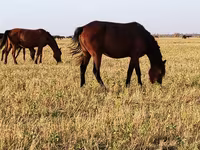 Konji (partija, pol nije naveden), Horse breed — fotografija 1