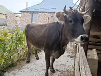 Krava, Swiss cattle — fotografija 1