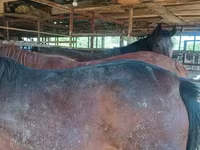 مادیان, Kazakh horse — عکس 3