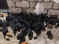 Chickens — zdjęcie 1