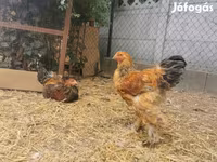 Brahma — foto 8