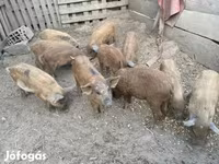 خوک (گروه، جنسیت مشخص نشده), Мангалица — عکس 2
