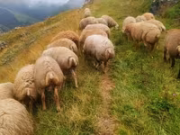 Ovce (šarže, pohlaví neuvedeno), Ovce — foto 1