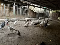 Turkeys — foto 5